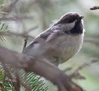 Black-capped Chickadee