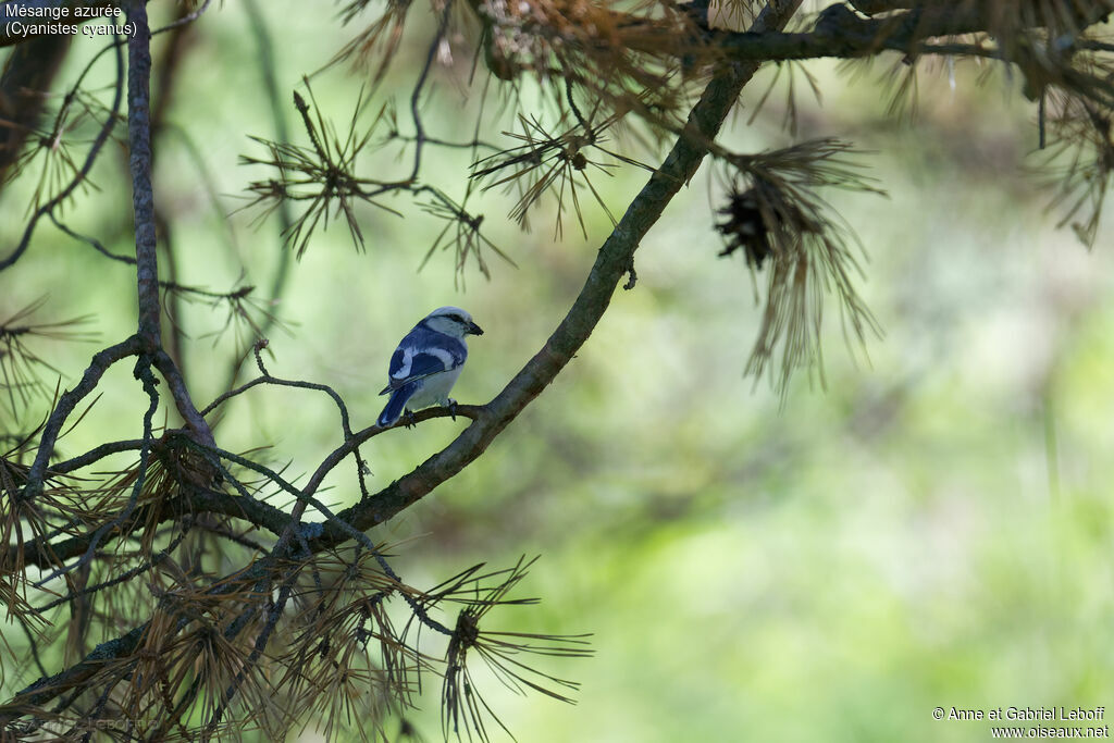 Mésange azurée