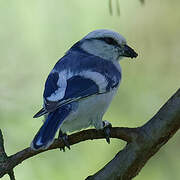 Azure Tit