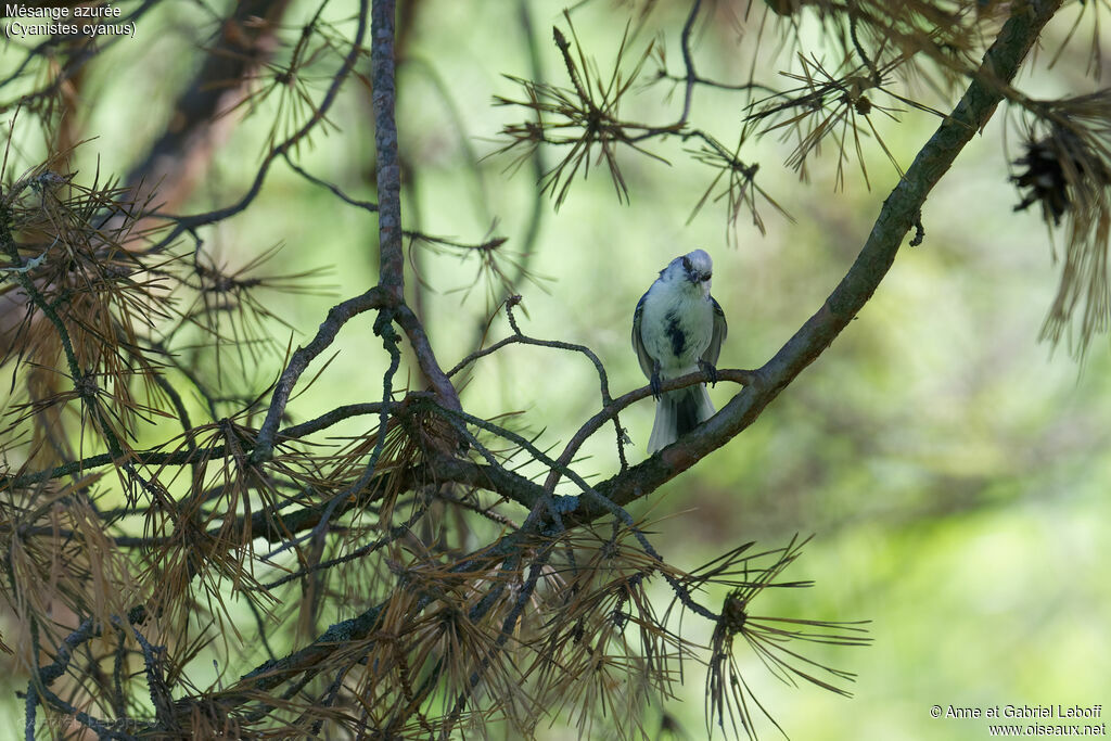 Azure Tit