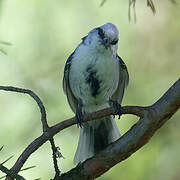 Azure Tit