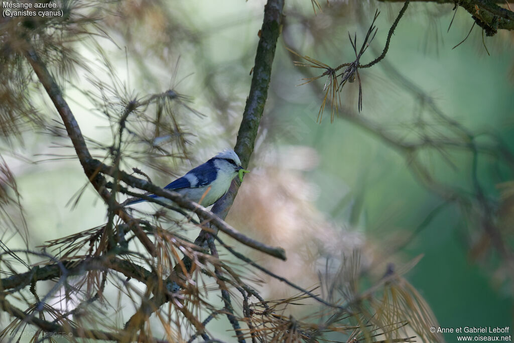 Azure Tit