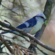 Azure Tit