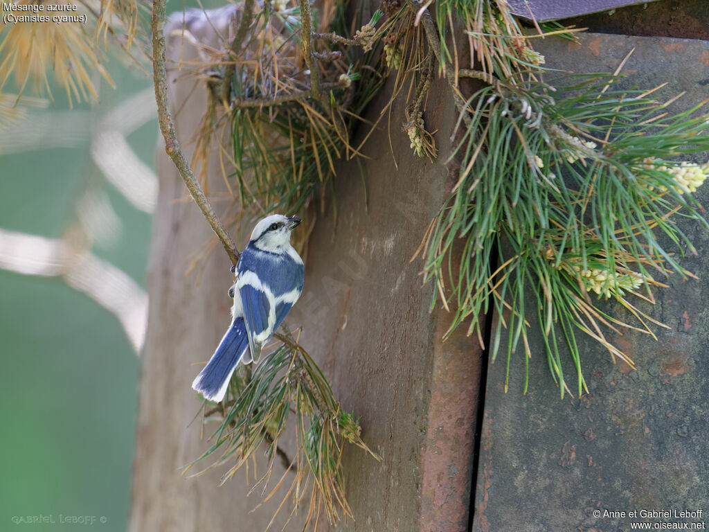 Azure Tit