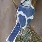 Mésange azurée