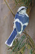 Azure Tit