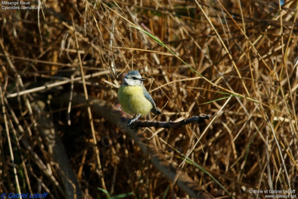 Eurasian Blue TitFirst year