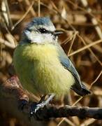 Eurasian Blue Tit