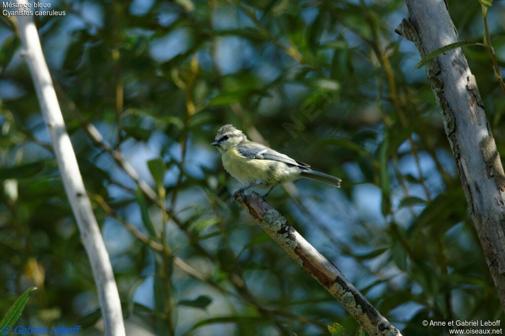 Mésange bleue1ère année