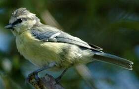 Mésange bleue