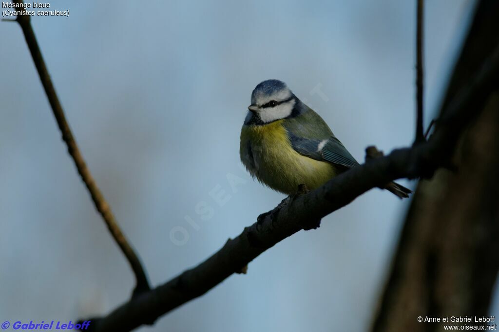 Mésange bleue