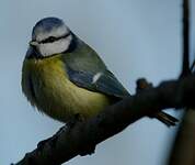 Mésange bleue