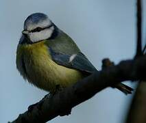 Eurasian Blue Tit