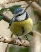 Mésange bleue