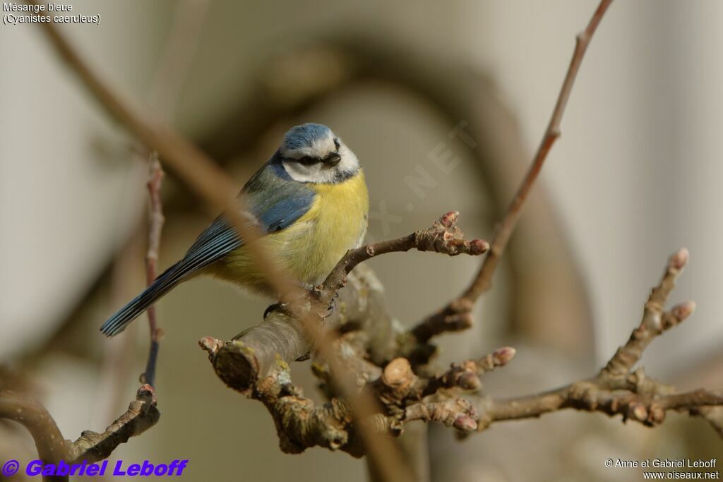 Mésange bleue