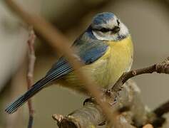 Eurasian Blue Tit