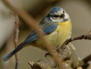 Mésange bleue