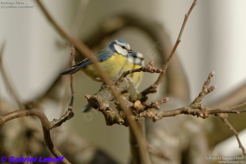 Eurasian Blue Tit