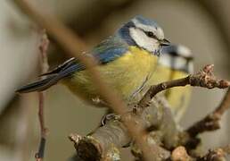 Mésange bleue