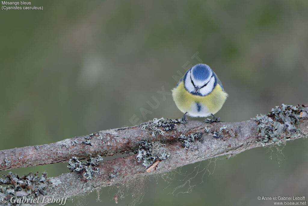 Mésange bleue