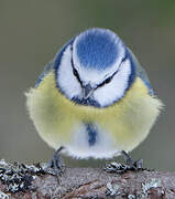 Eurasian Blue Tit