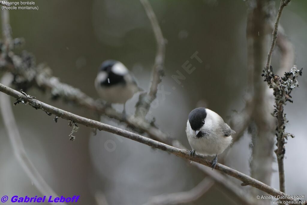 Willow Tit