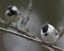 Willow Tit