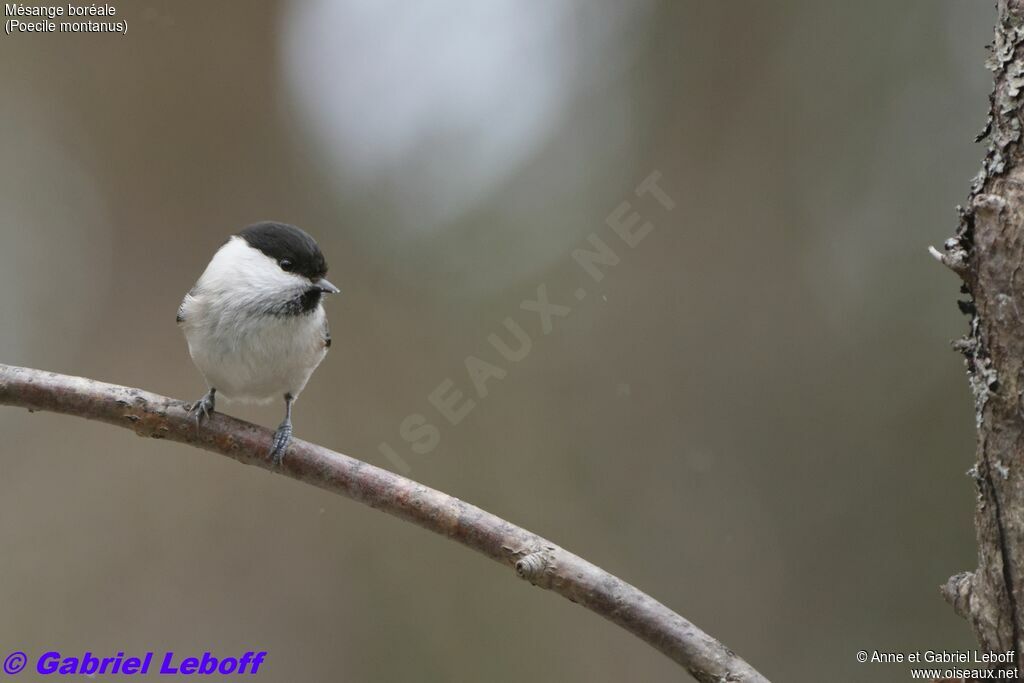 Willow Tit