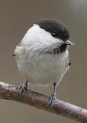 Willow Tit