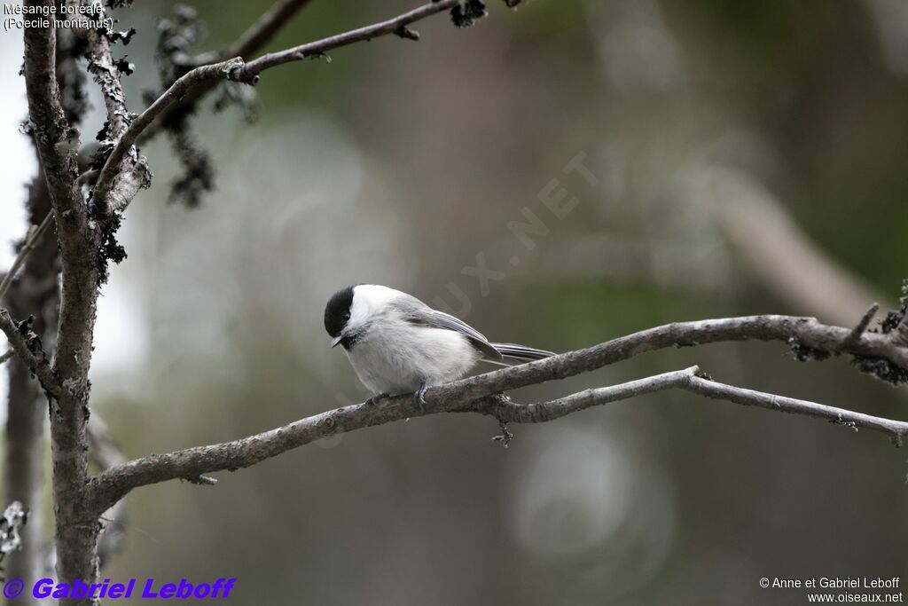 Mésange boréale