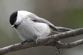 Willow Tit