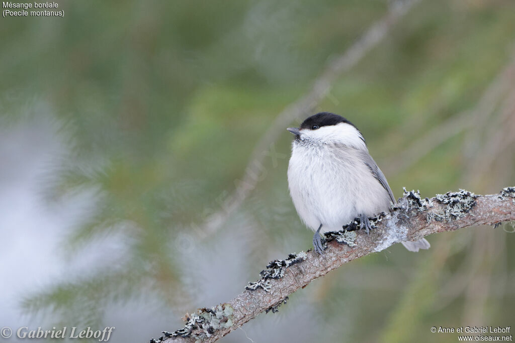 Mésange boréale