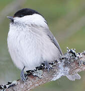 Willow Tit