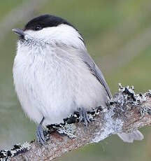 Mésange boréale