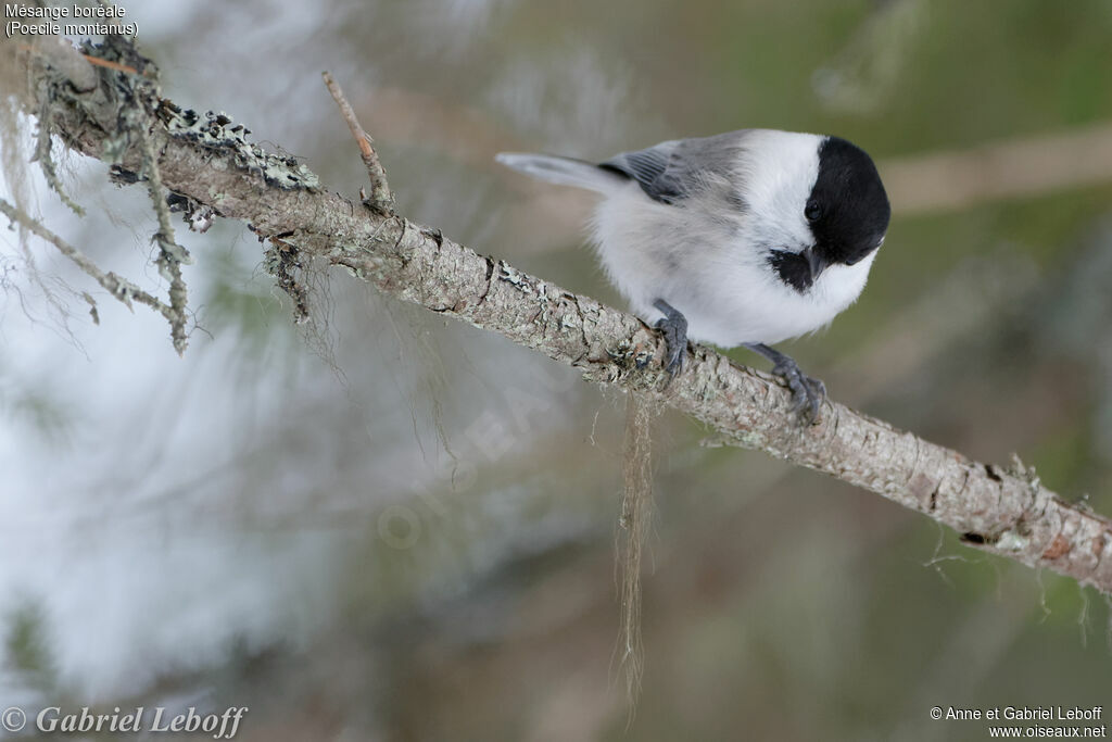 Mésange boréale