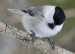 Willow Tit