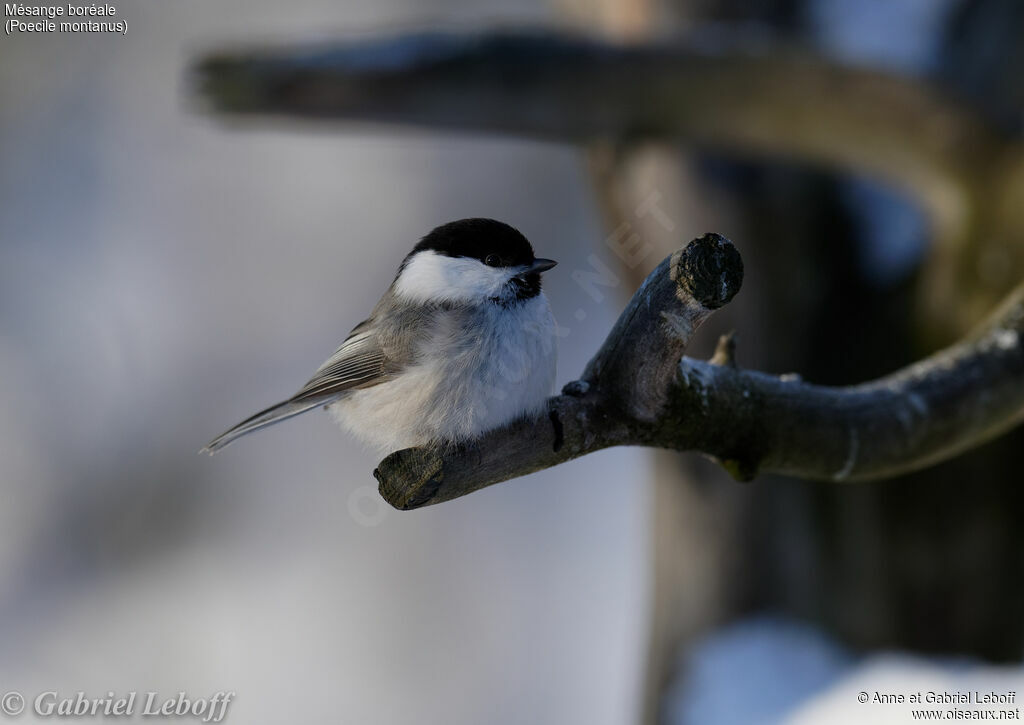 Mésange boréale