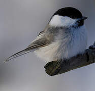 Willow Tit