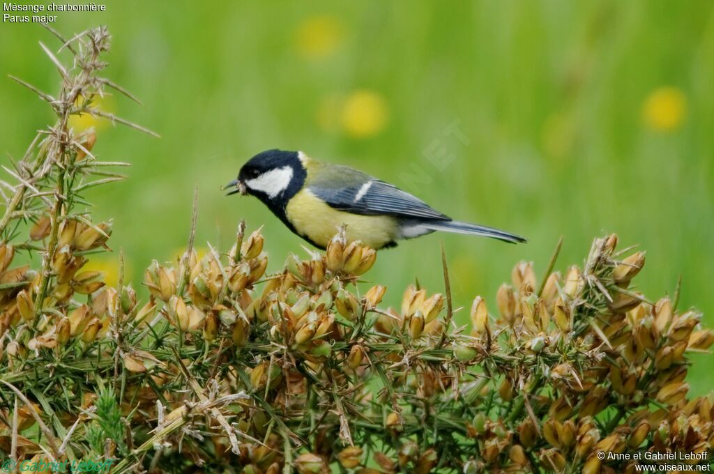 Great Tit