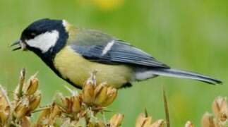 Great Tit