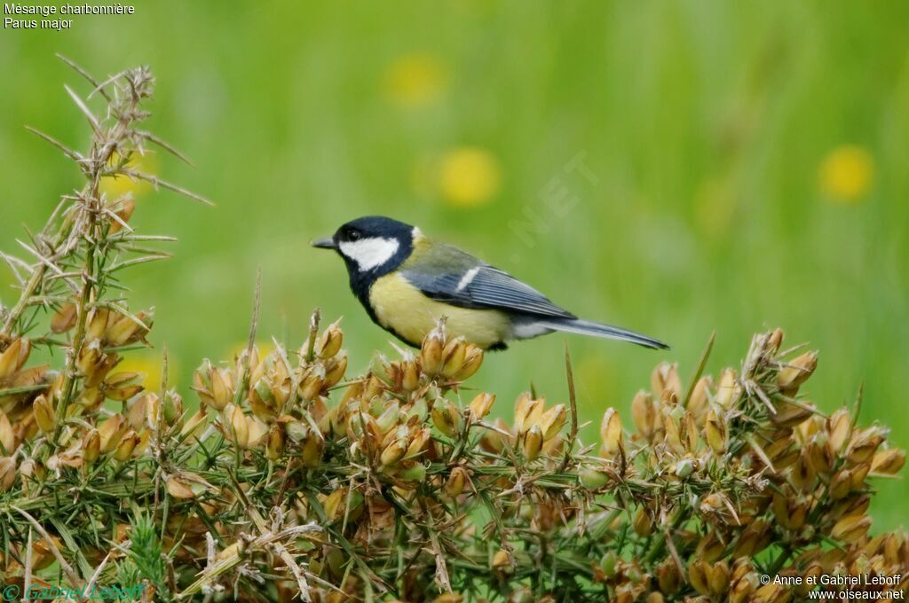 Great Tit