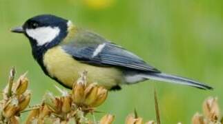 Great Tit