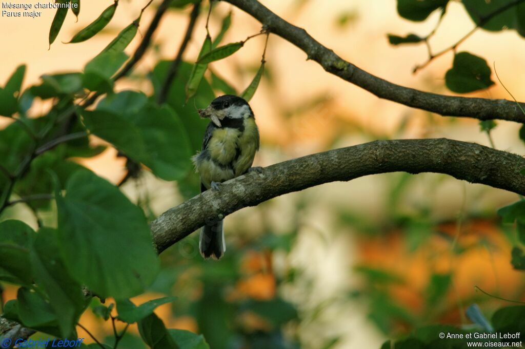 Mésange charbonnière, Nidification