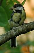 Great Tit