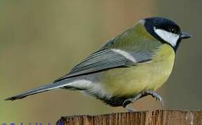 Great Tit