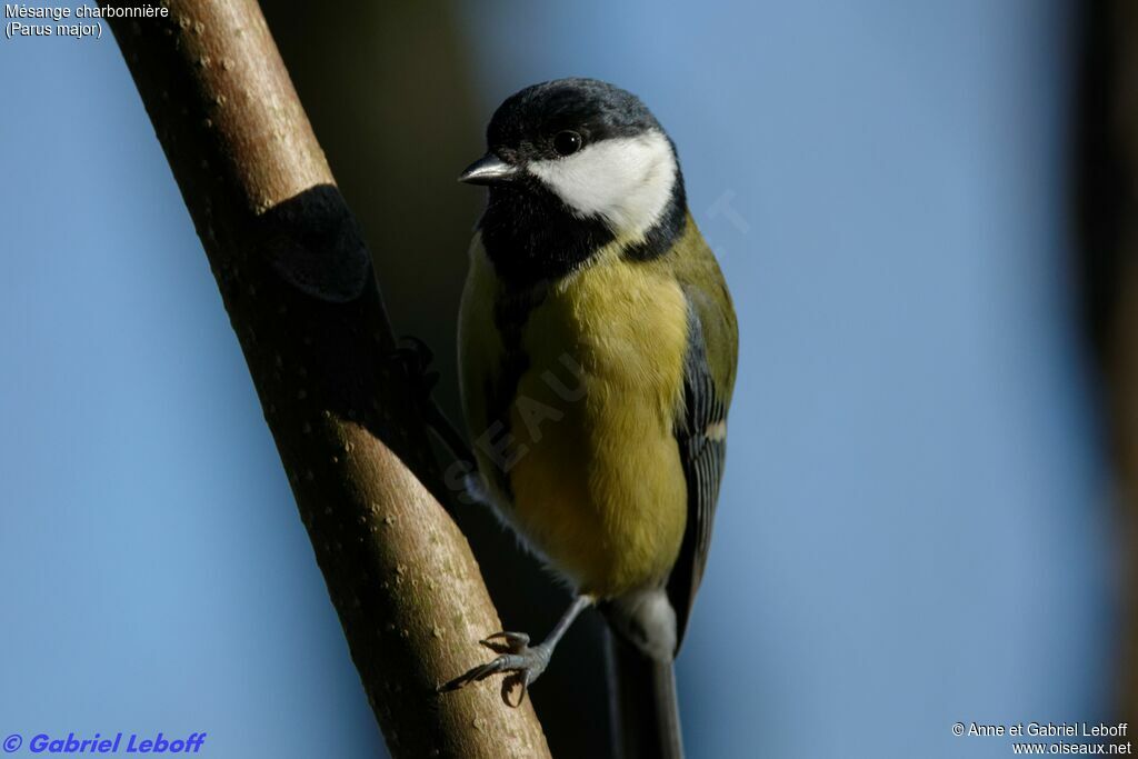 Mésange charbonnière