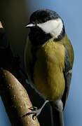 Great Tit