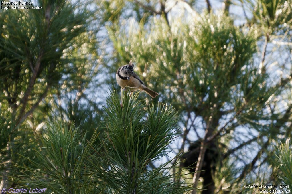 Mésange huppée