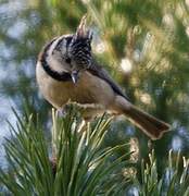 European Crested Tit