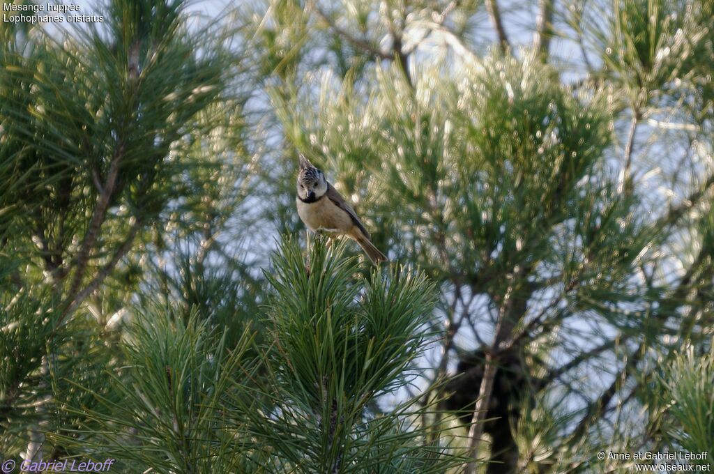 Mésange huppée